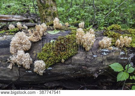 Strange White Ramaria Mushrooms Grow On Moss