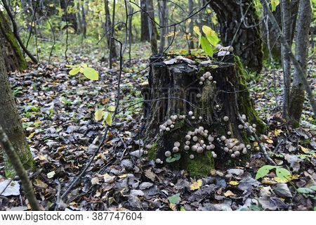 Round Strange Mushrooms Grow On Moss