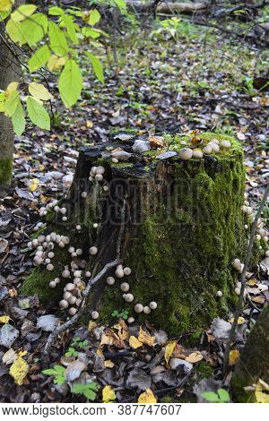 Round Strange Mushrooms Grow On Moss