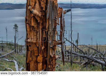 Dry Dead Brocken Red Textured Trunk Among Felled Trees And Stumps After Fire In Green Yellow Grass O