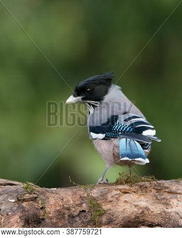 A Beautiful Black-headed Jay (garrulus Lanceolatus), On A Perch And Is Looking Back. It's Also Calle