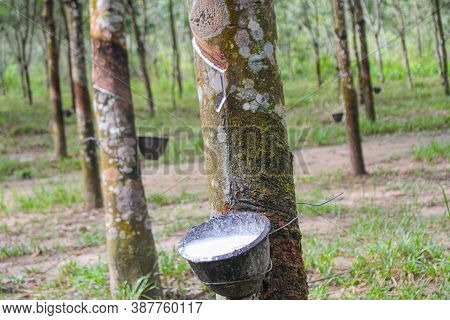 Vietnam Rubber Tree,tapping Latex Rubber,latex Extracted From Rubber Tree Source Of Natural In Vietn