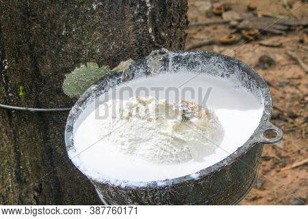 Vietnam Rubber Tree,tapping Latex Rubber,latex Extracted From Rubber Tree Source Of Natural In Vietn