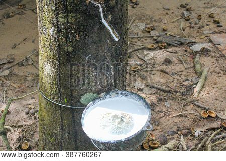Vietnam Rubber Tree,tapping Latex Rubber,latex Extracted From Rubber Tree Source Of Natural In Vietn