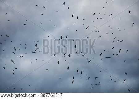 Flock Of Crows Fly Above A Single Spot, On A Cloudy Sky, During The Dusk Of An Autumn Day.