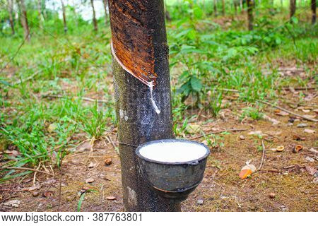 Vietnam Rubber Tree,tapping Latex Rubber,latex Extracted From Rubber Tree Source Of Natural In Vietn