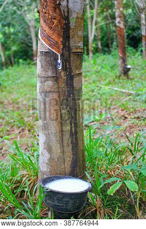 Vietnam Rubber Tree,tapping Latex Rubber,latex Extracted From Rubber Tree Source Of Natural In Vietn