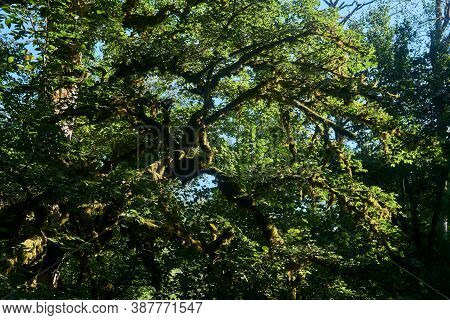 Tree Crowns With Green Foliage Blocking The Sky - A View From The Bottom Up In A Beech Grove