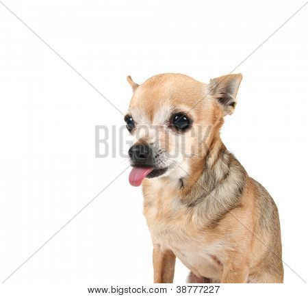en sød hund på en isoleret hvid baggrund