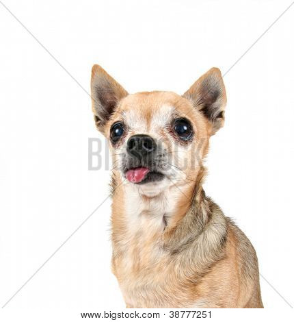 en sød hund på en isoleret hvid baggrund