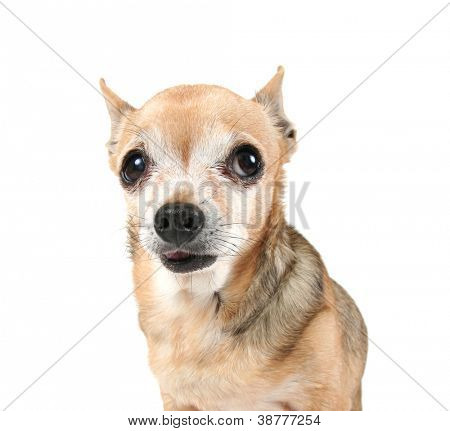 en sød hund på en isoleret hvid baggrund
