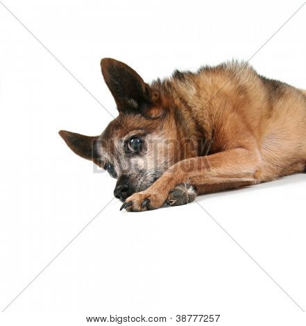 en sød hund på en isoleret hvid baggrund