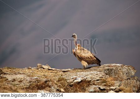 The Cape Griffon Or Cape Vulture (gyps Coprotheres) Sitting On The Rock. A Large Vulture Sits On A R