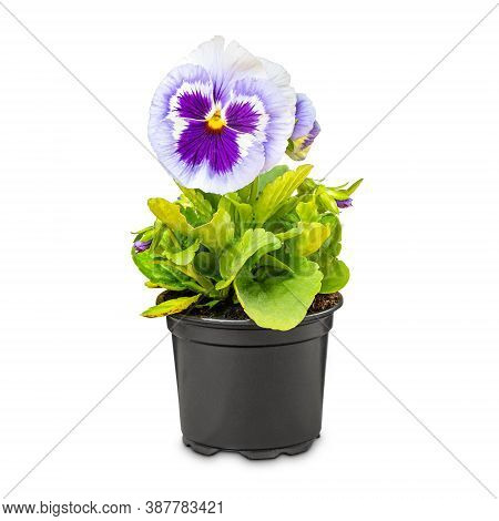 Viola Wittrockiana Flower Or Garden Pansy Is One Of The Most Popular Plants In The Garden