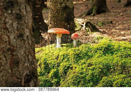 Fly Agaric In Forest, Close Up Of Poisonous Mushroom On Moss