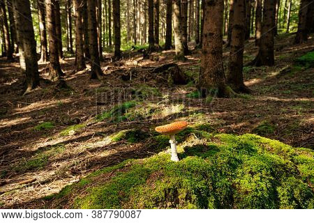 Fly Agaric In Forest, Close Up Of Poisonous Mushroom On Moss