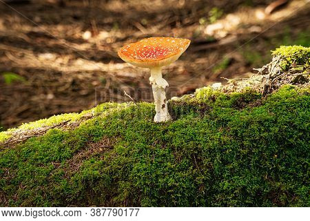 Fly Agaric In Forest, Close Up Of Poisonous Mushroom On Moss