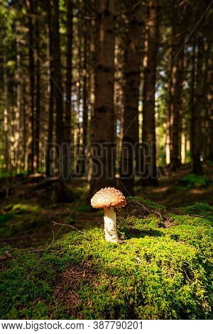 Fly Agaric In Forest, Close Up Of Poisonous Mushroom On Moss