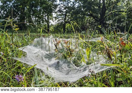 Spider Web In The Grass, Gavurky Nature Reserve, Slovak Republic. Seasonal Natural Scene.