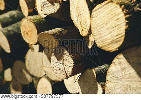 Felling A Tree. Wooden Logs From A Pine Forest, Stacked In A Forest. Forest Of Pine And Spruce. Logg