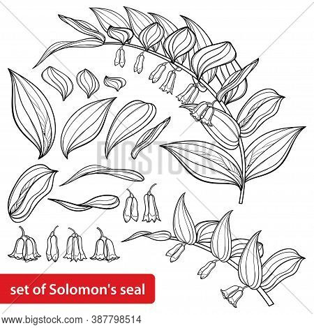 Vector Set Of Outline Polygonatum Or Solomon's Seal Flower Bunch With Ornate Leaves In Black Isolate