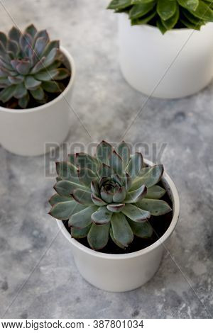 Echeveria Hercules Succulent Live Decorative Househol Plant In Pot