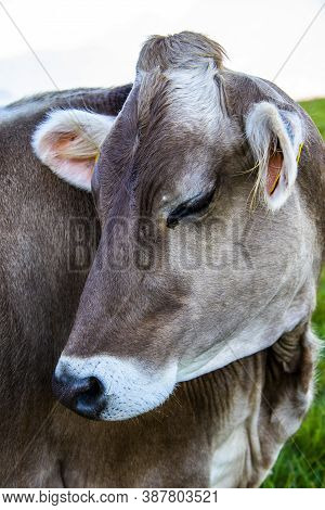 Close-up Of A Cow On Monte Altissimo Near Lake Garda, Trento, Italy