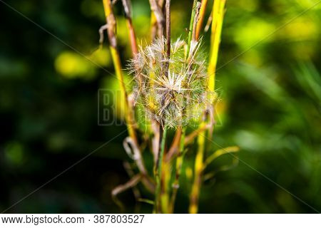 Close-up Dandelion In Late Summer On Monte Altissimo Near Lake Garda, Trento, Italy