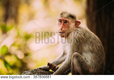 Goa, India. Old Bonnet Macaque Monkey - Macaca Radiata Or Zati. Close Up Portrait.