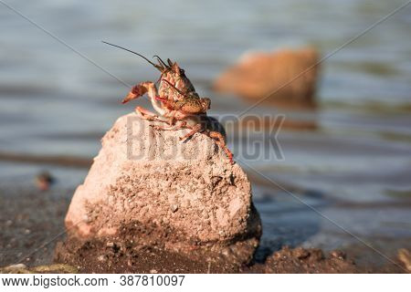 Freeing Bulgarian Astacus Astacus, Crayfish, On The Shore Of A Lake.
