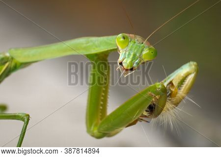A Female Chinese Mantis (tenodera Sinensis) Feasts On A Wooly Worm, But It Seems To Have Choked On A