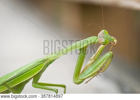 A Female Chinese Mantis (tenodera Sinensis) Preens Herself After Devouring A Wooly Worm. Raleigh, No