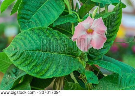 Flower Brazilian Jasmine From Plant Mandevilla Sanderi Indoors