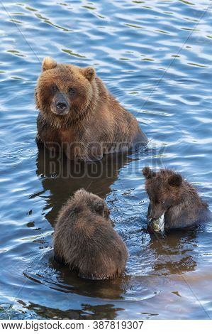 Mother Grizzly Bear With Two Cubs Catches Red Salmon Fish In River During Fish Spawning
