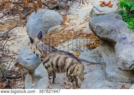 Striped Hyena (hyaena Hyaena) On A Ground