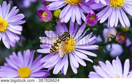 Beautiful Blue Flowers Sapphire Mist
Aster Dumosus With A Bee In Autumn Garden