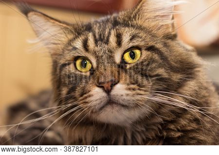Portrait Of A Domestic Tabby Cat Maine Coon. Close-up Of A Cats Face With Beautiful Yellow Eyes Look