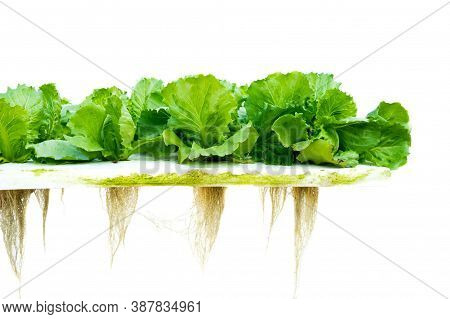 Organic Hydroponic Farming. Vegetables Are Growing In Greenhouse For Export To The Market. Interior 