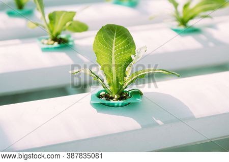 Organic Hydroponic Farming. Vegetables Are Growing In Greenhouse For Export To The Market. Interior 