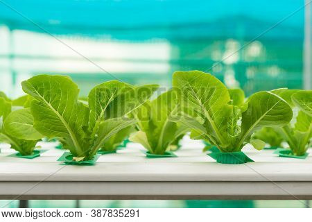 Organic Hydroponic Farming. Vegetables Are Growing In Greenhouse For Export To The Market. Interior 