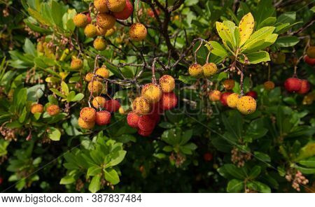 Ripe Wild Strawberry Tree Ready For Harvest, Narcao , South Sardinia