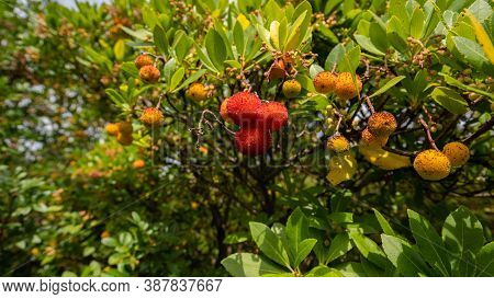 Ripe Wild Strawberry Tree Ready For Harvest, Narcao , South Sardinia