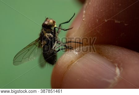 Caught A Fly,insect,in The Hand Of A Man.