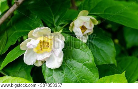 Chinese Sweetshrub - Calycanthus Chinensis In The Botany In Poland. Close Up.