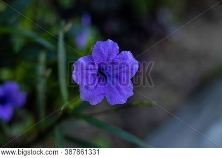 Close Up Of Ruellia Simplex In Tropical Garden. Mexican Petunia, Mexican Bluebell Or Britton's Wild 