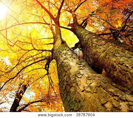 Autunno Trees.Fall