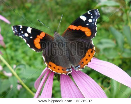 Borboleta