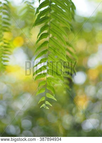 Nephrolepis Sp. Cultivar Planted In Ornamental Plants By Garden, Hanging Potted Plants