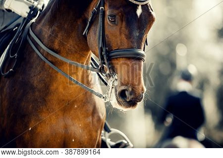 Equestrian Sport. Portrait Sports Stallion In The Double Bridle. Horse Muzzle Close Up. Dressage Of 
