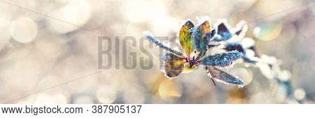 Berberry Bush Twig With Leaves With Hoarfrost In Forest